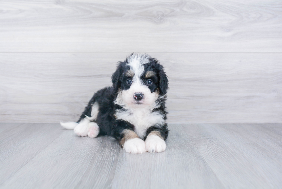 Mini Bernedoodle Pup Being Cute