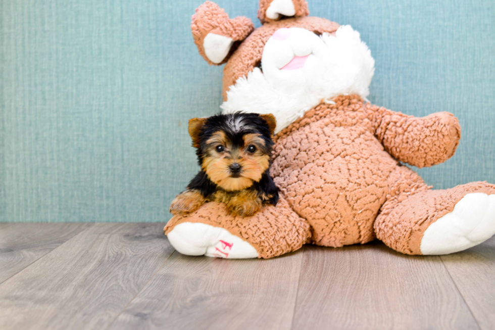 Meet Twinkle - our Yorkshire Terrier Puppy Photo 
