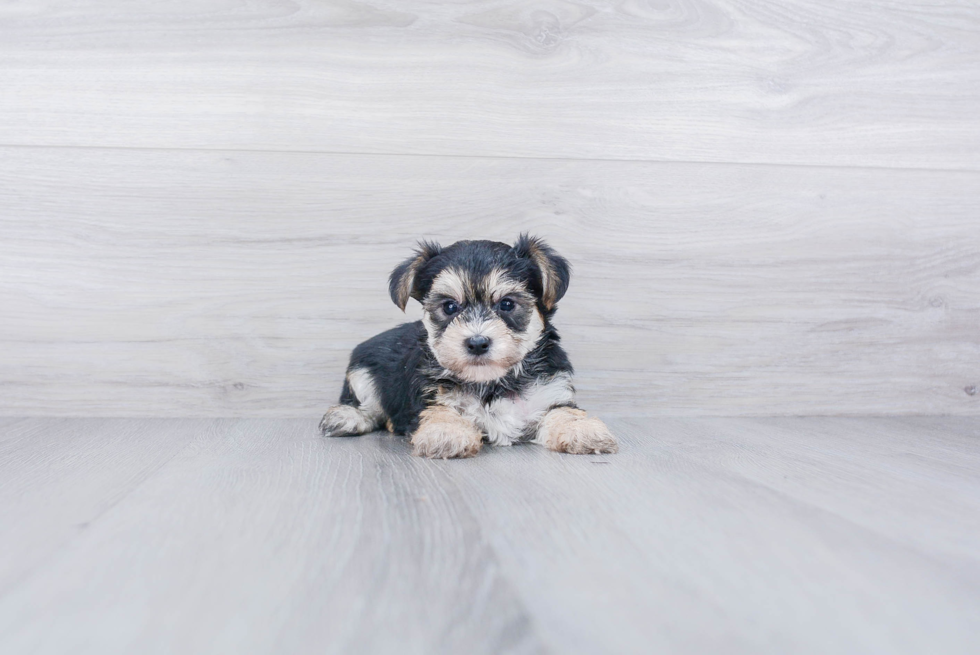 Popular Morkie Designer Pup