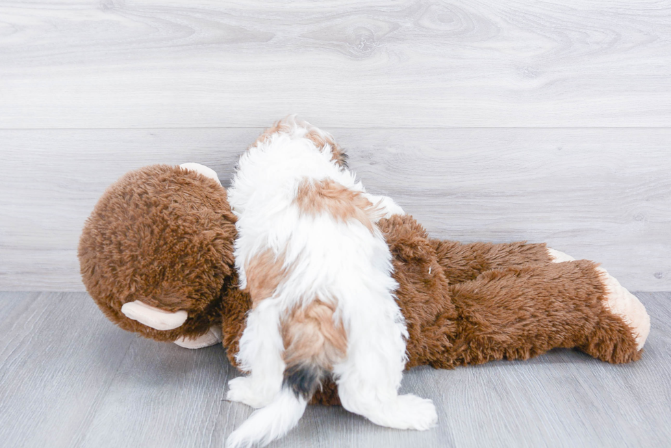 Fluffy Teddy Bear Designer Pup