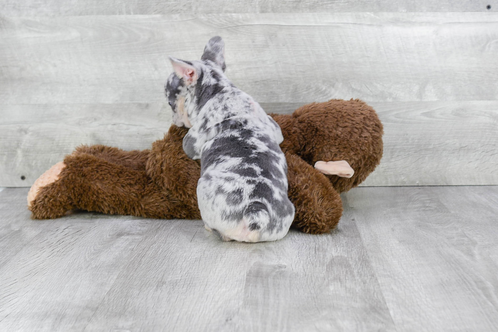Friendly French Bulldog Baby