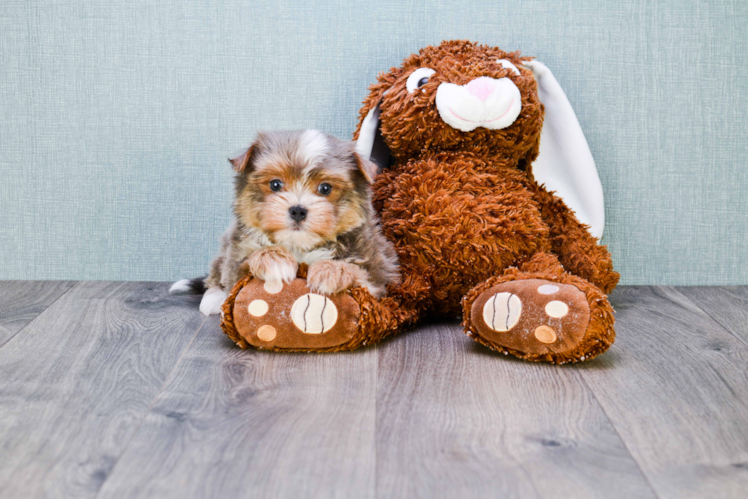Hypoallergenic Yorkie Designer Puppy