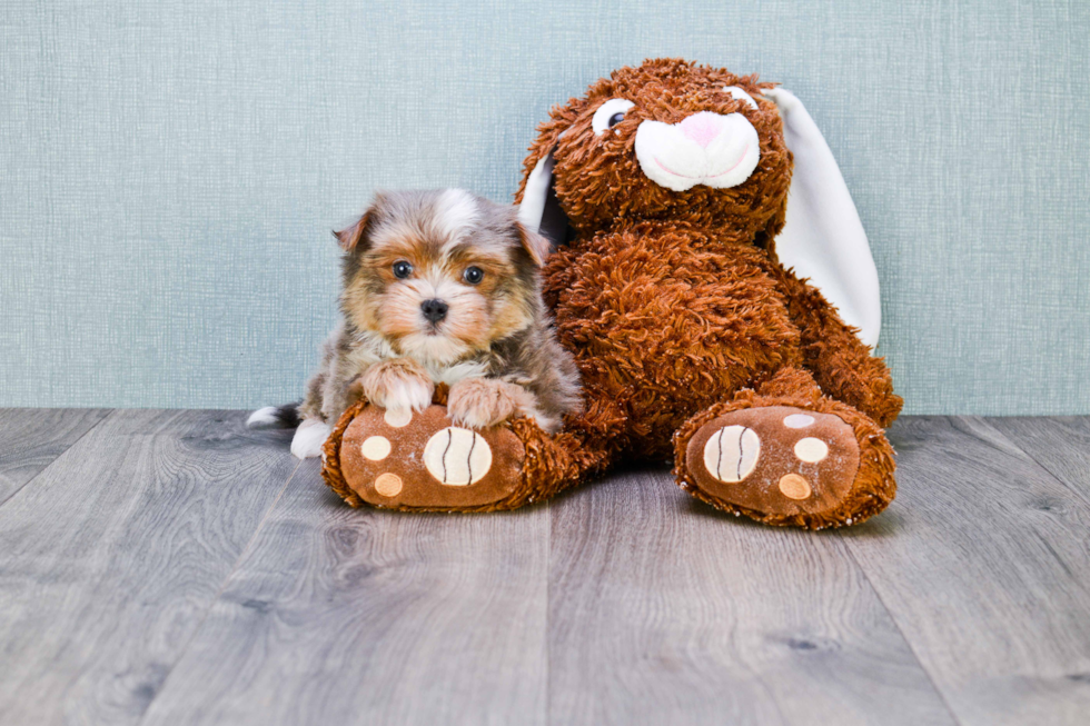 Hypoallergenic Yorkie Designer Puppy