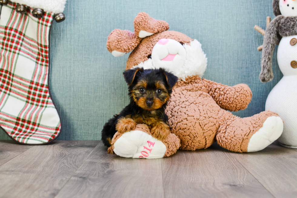 Meet Izzie - our Yorkshire Terrier Puppy Photo 