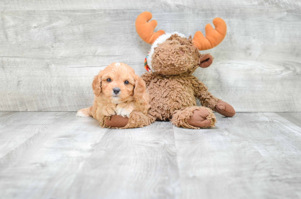 Best Cavapoo Baby