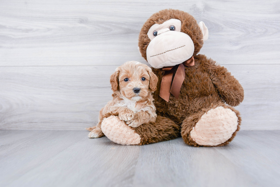 Happy Cockapoo Baby