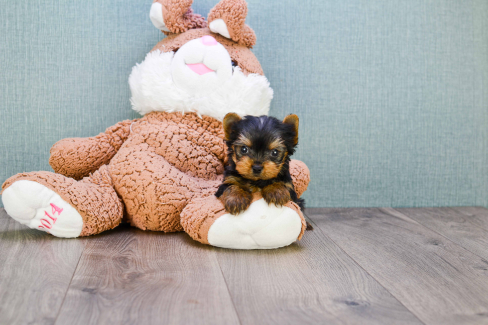 Meet Giselle - our Yorkshire Terrier Puppy Photo 