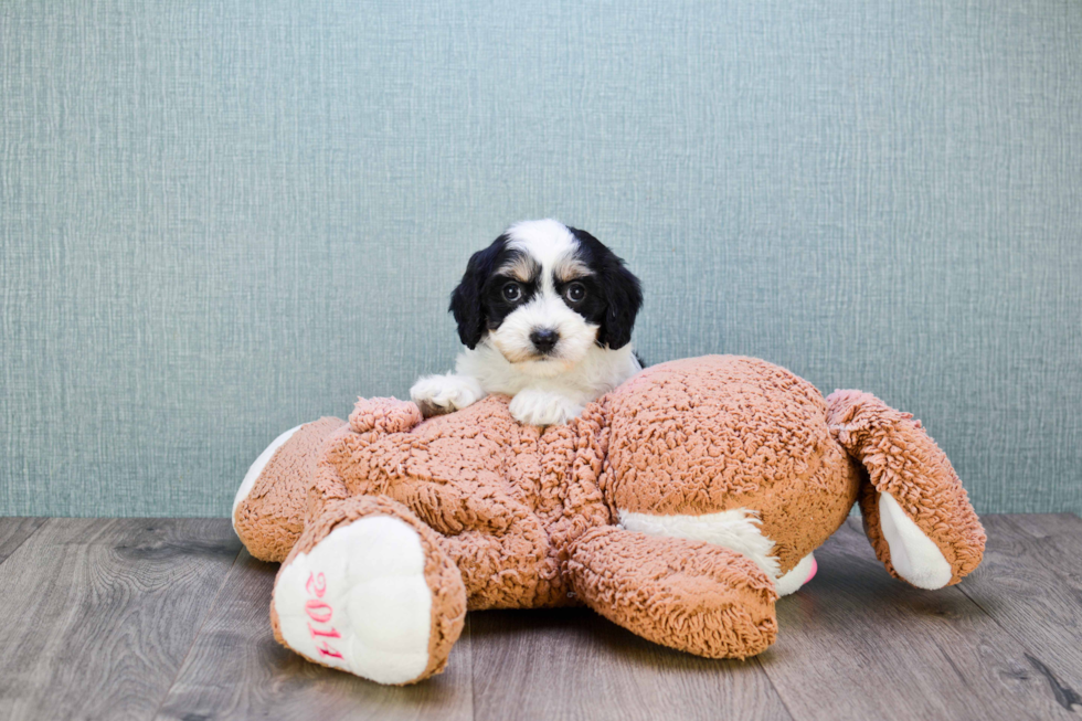 Playful Cavalier Designer Puppy