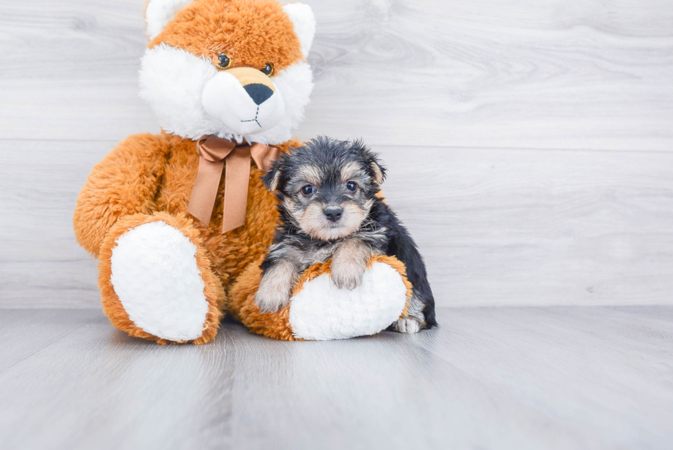 Morkie Puppy for Adoption