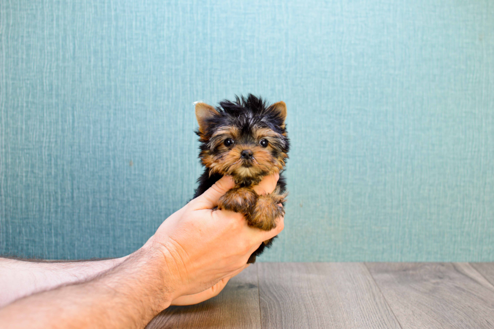 Meet Tinkerbell - our Yorkshire Terrier Puppy Photo 