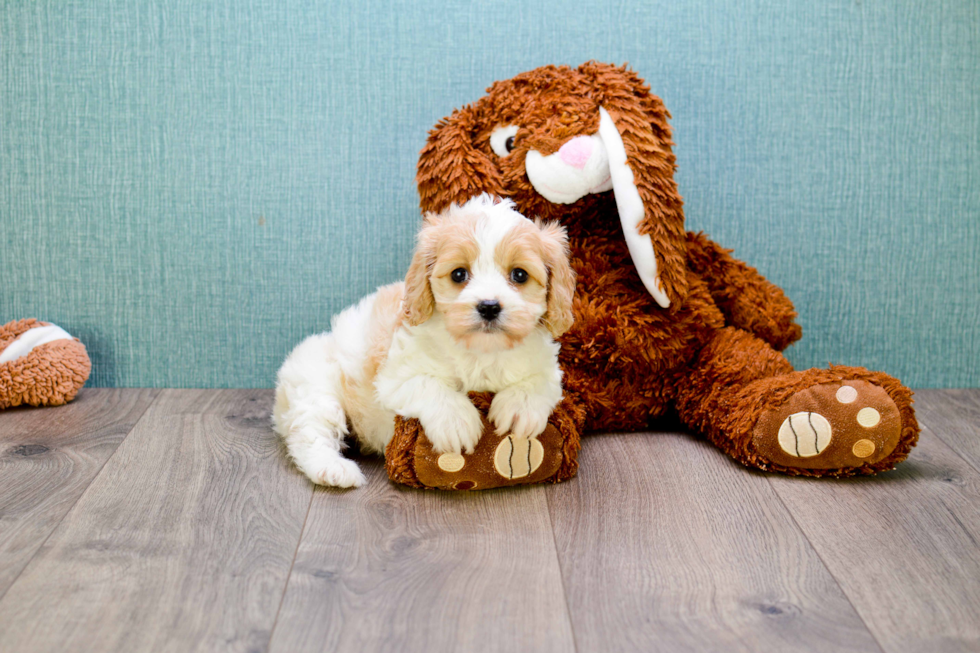 Playful Cavalier Designer Puppy