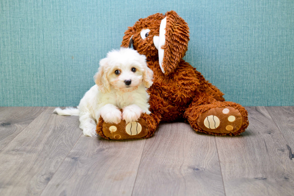 Smart Cavachon Designer Pup