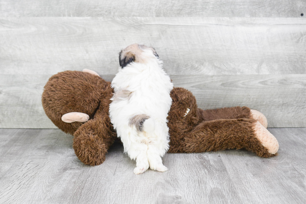 Teddy Bear Puppy for Adoption