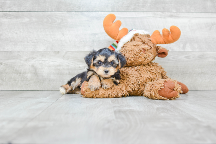 Fluffy Morkie Designer Pup