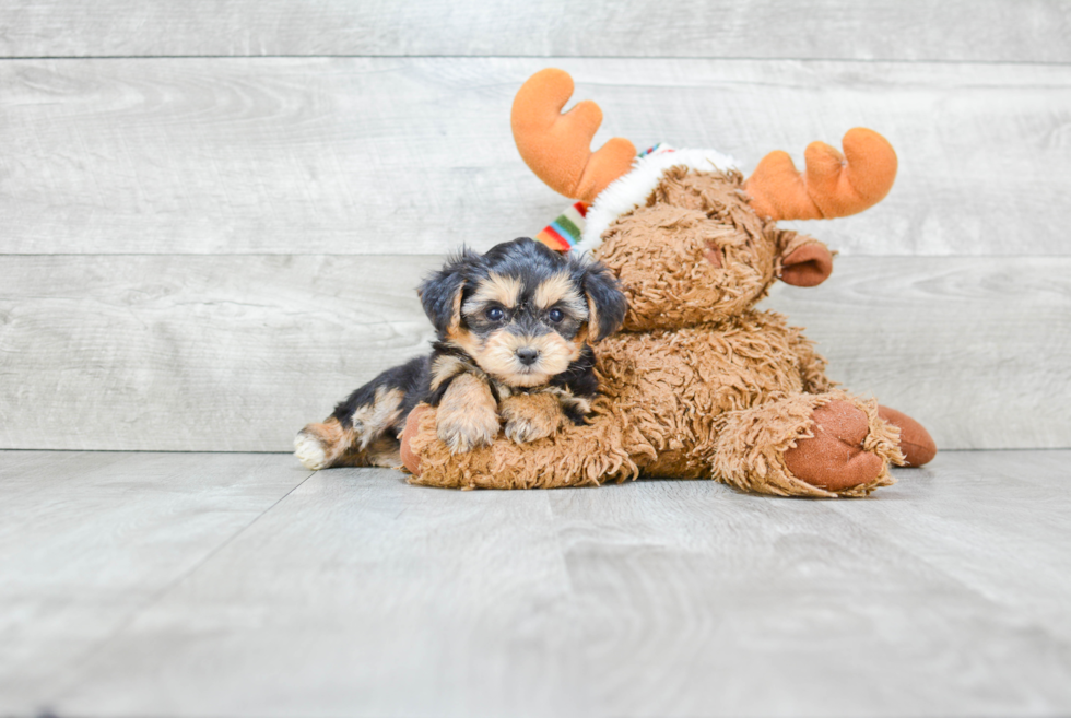 Fluffy Morkie Designer Pup