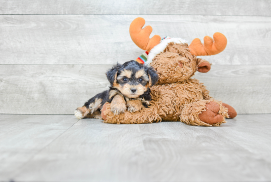 Fluffy Morkie Designer Pup