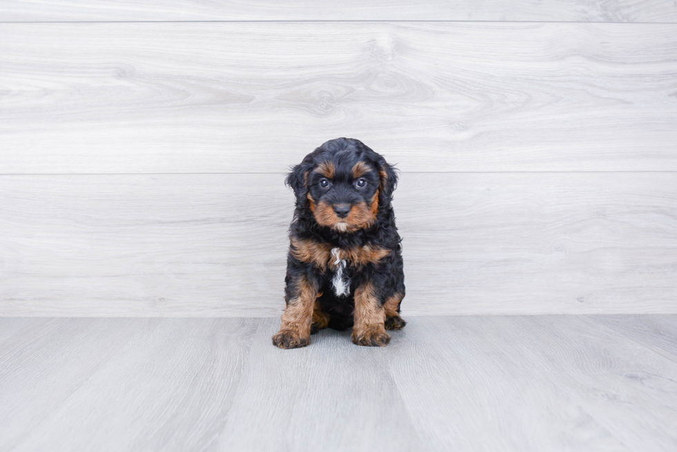 Mini Bernedoodle Puppy for Adoption