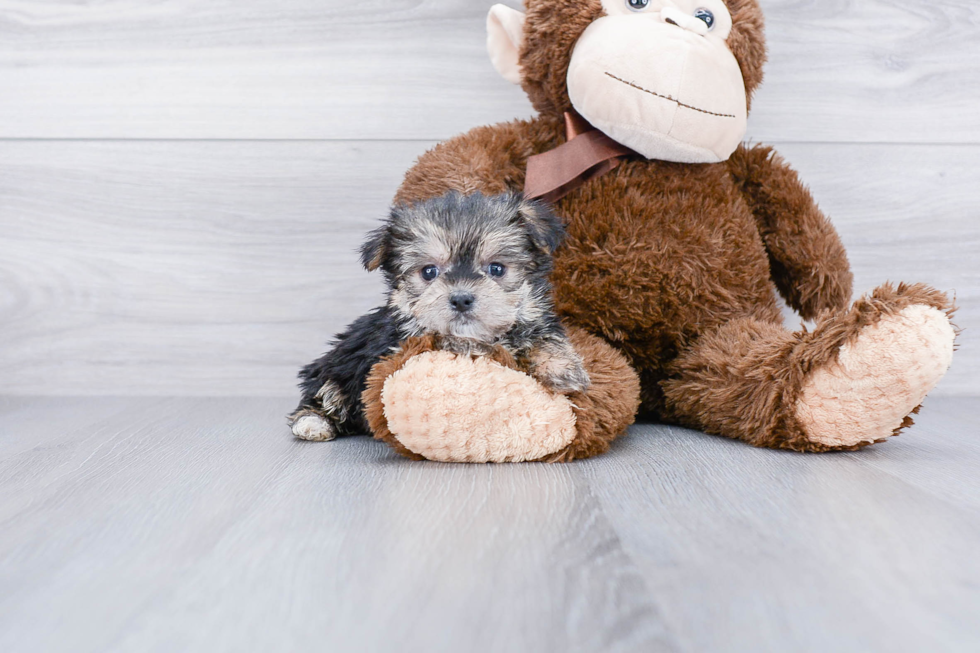 Best Morkie Baby