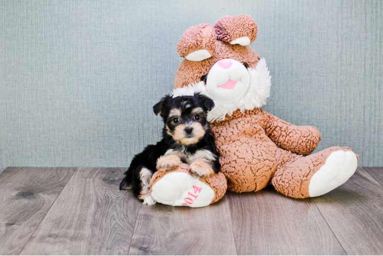 Morkie Puppy for Adoption