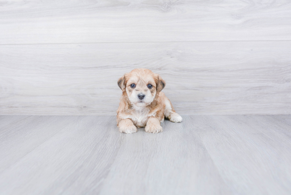 Morkie Pup Being Cute