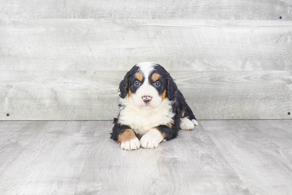 Energetic Mini Berniedoodle Poodle Mix Puppy
