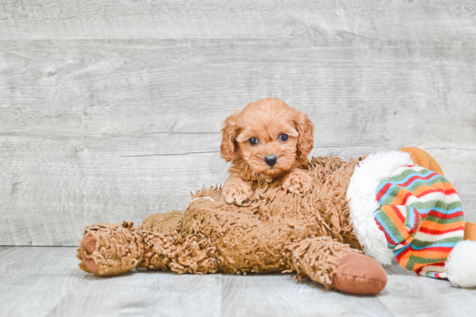 Adorable Cavoodle Poodle Mix Puppy