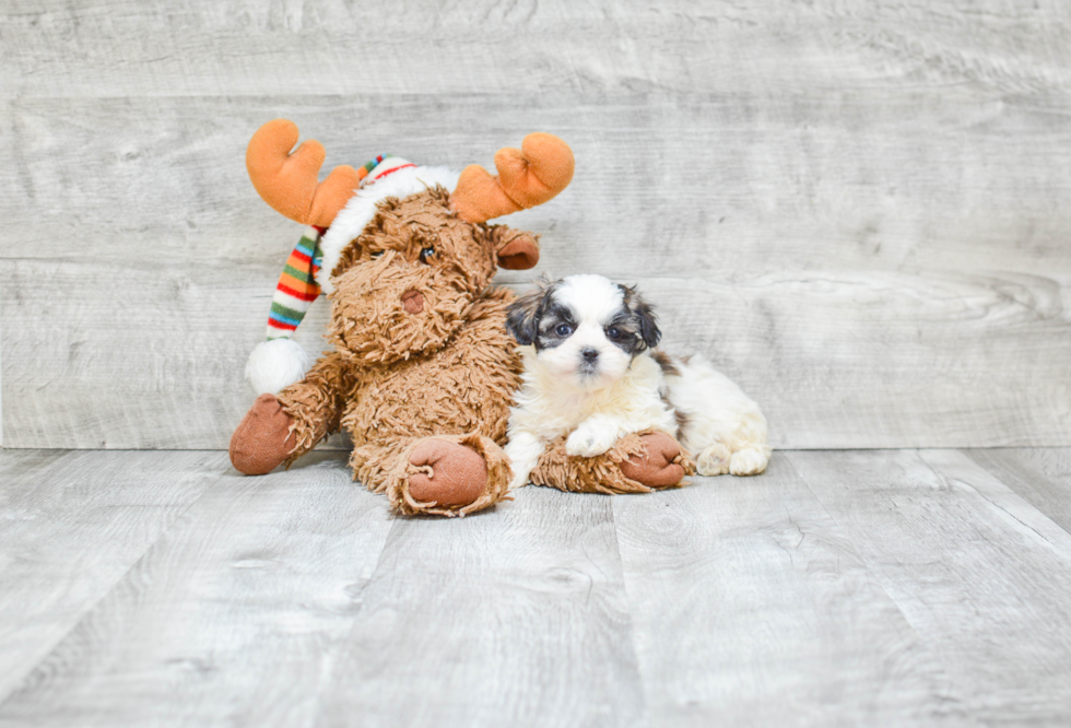 Cute Teddy Bear Baby