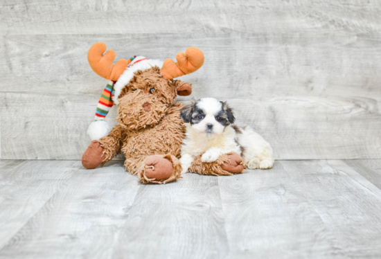 Cute Teddy Bear Baby