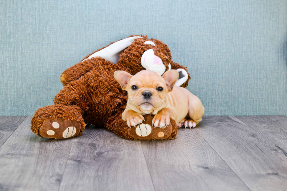 Popular French Bulldog Purebred Pup