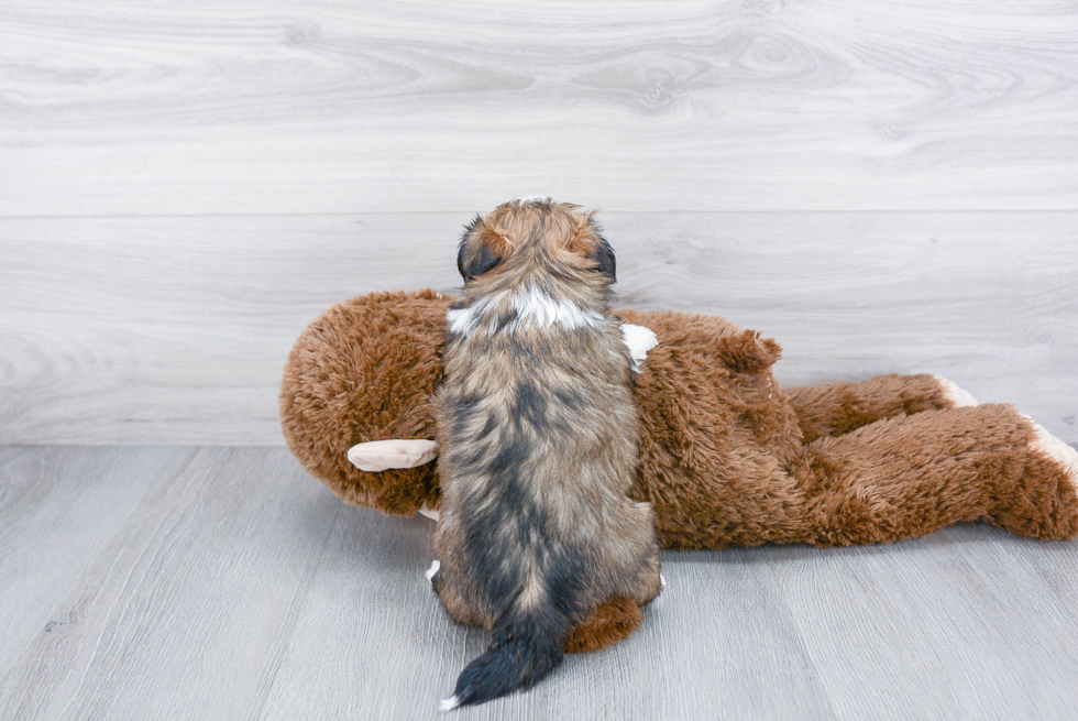 Fluffy Teddy Bear Designer Pup