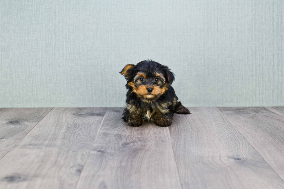 Meet Jeremy - our Yorkshire Terrier Puppy Photo 