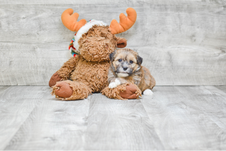 Havanese Puppy for Adoption