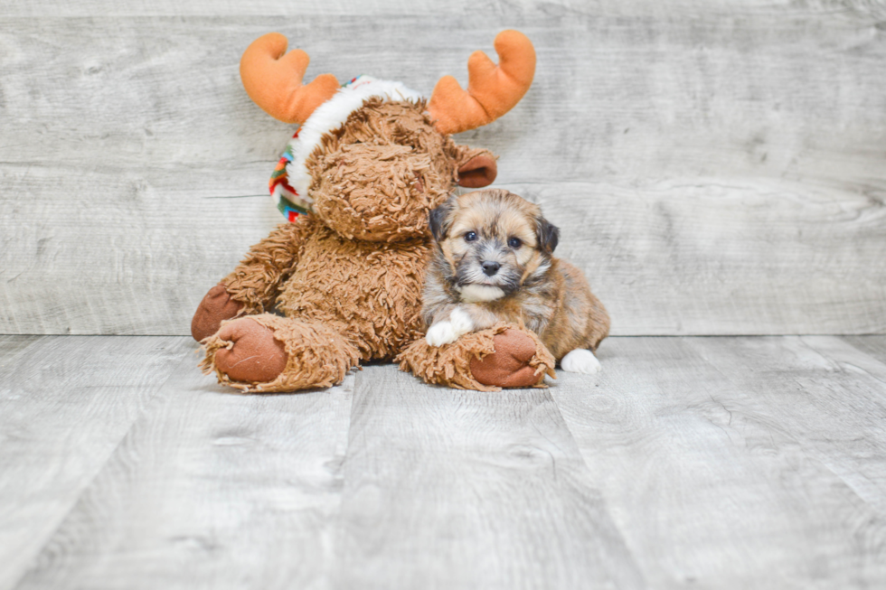 Havanese Puppy for Adoption