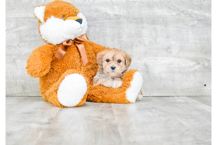 Funny Morkie Designer Pup