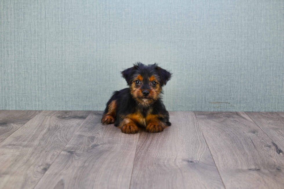 Meet Stevo - our Yorkshire Terrier Puppy Photo 