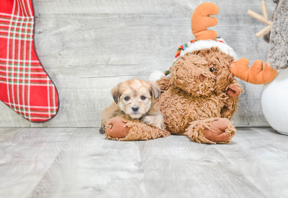 Little Yorkie Designer Puppy
