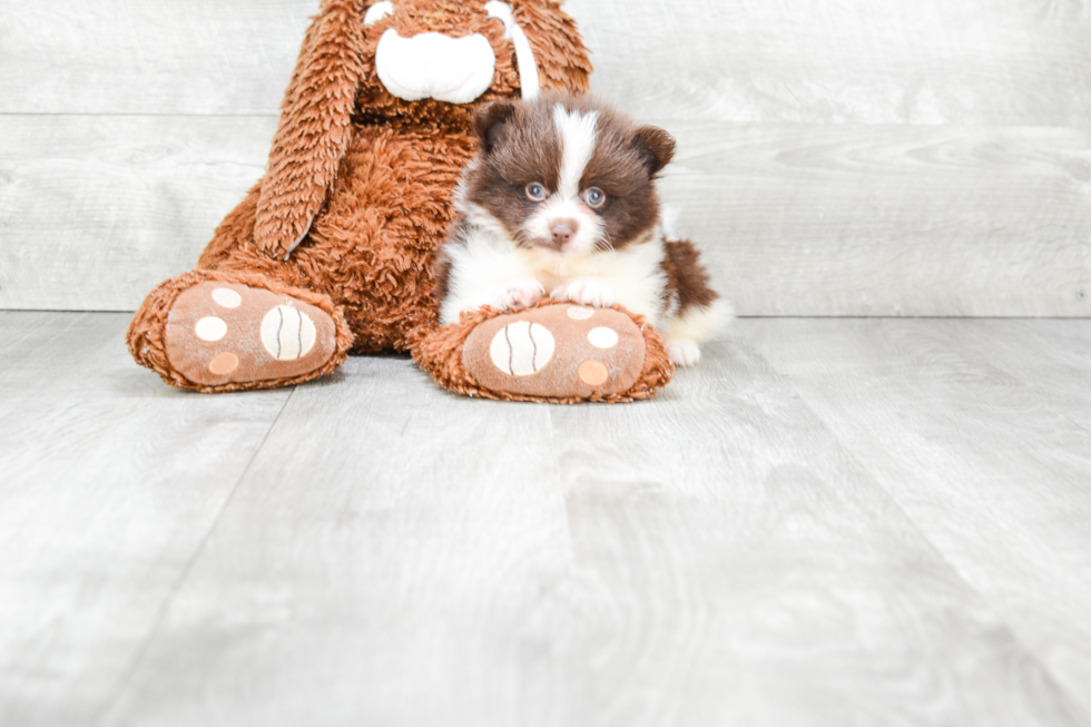 Pomeranian Pup Being Cute