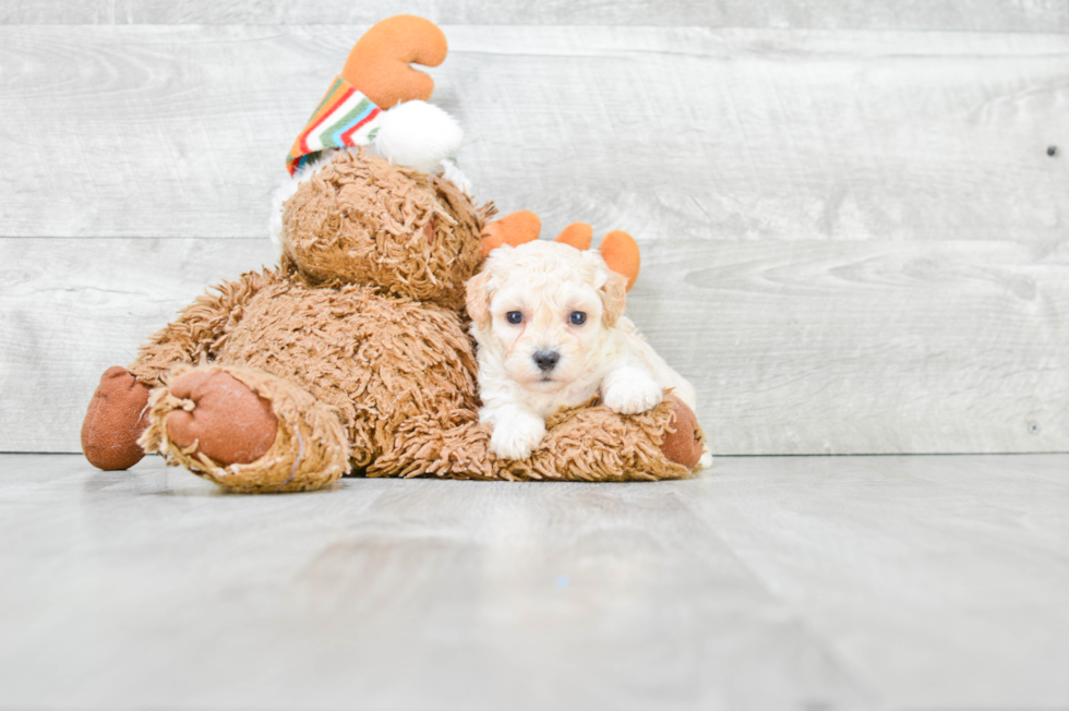 Maltipoo Puppy for Adoption