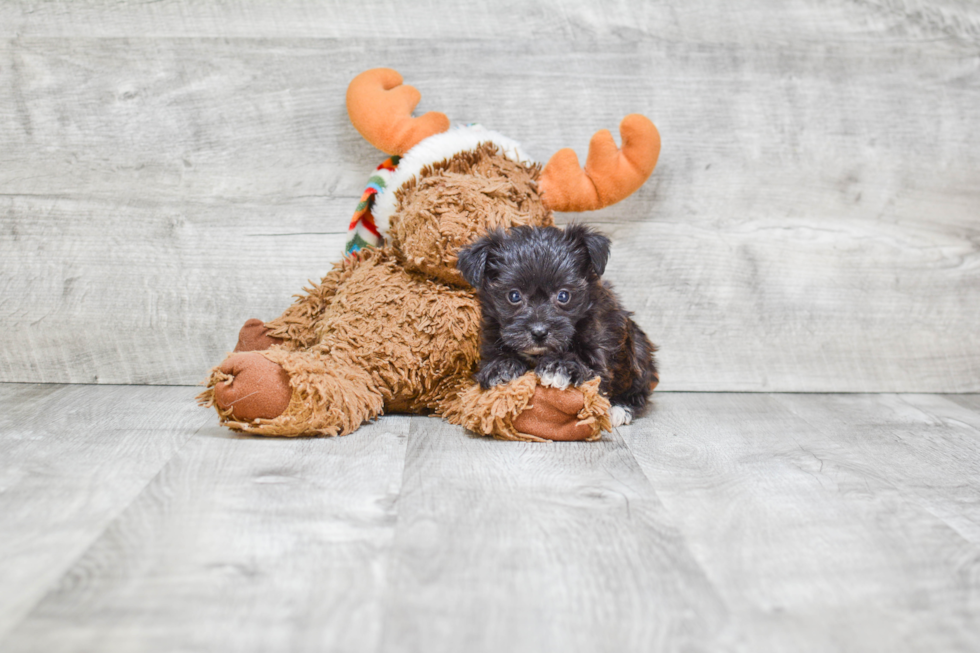 Morkie Pup Being Cute