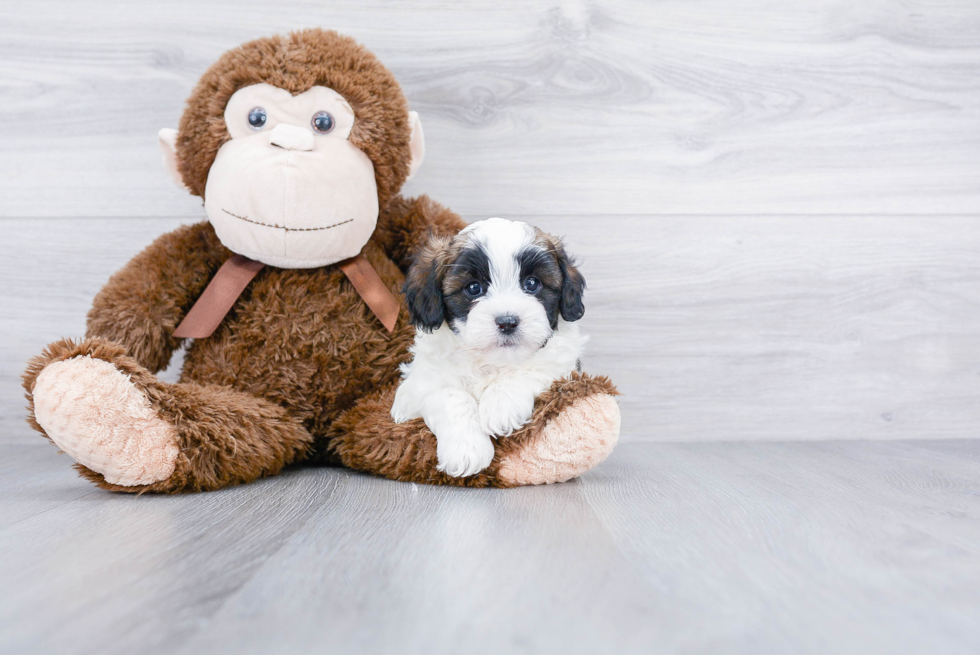 Energetic Shitzu Designer Puppy