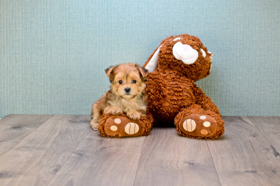Morkie Pup Being Cute