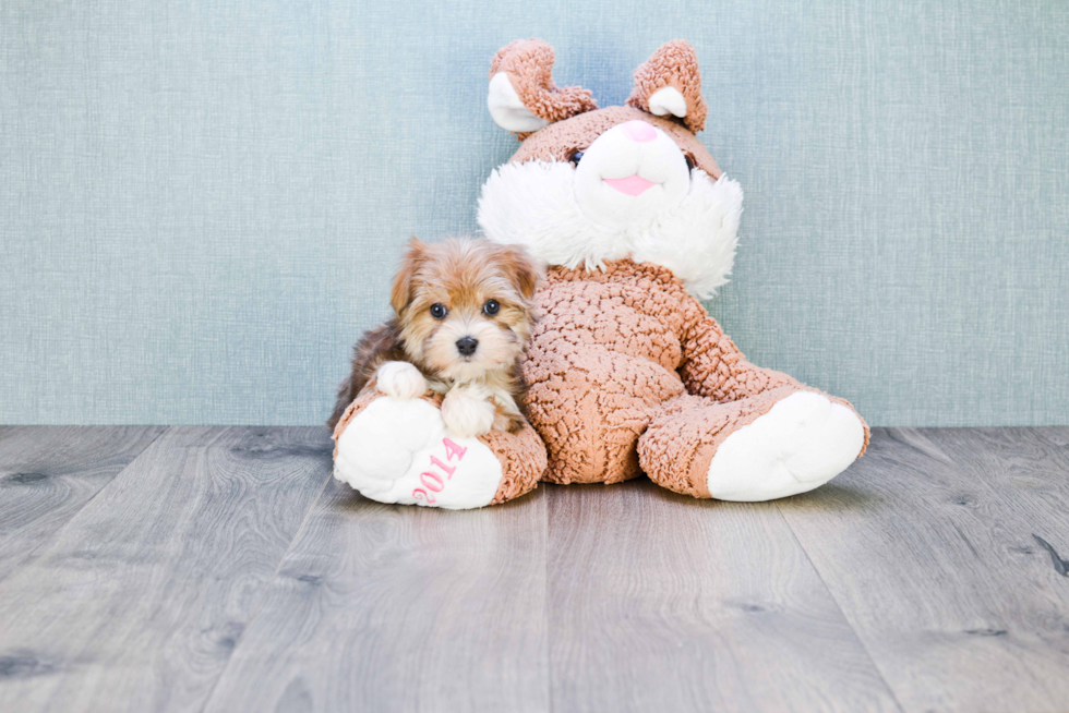 Friendly Morkie Baby