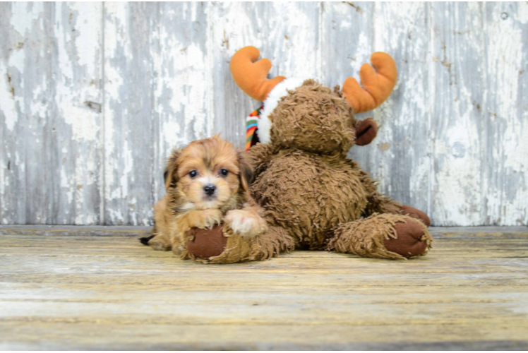 Small Morkie Baby