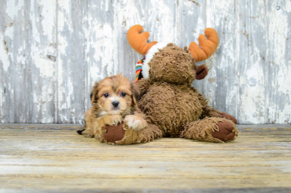 Small Morkie Baby