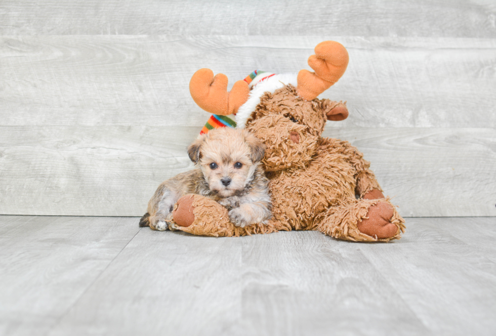 Morkie Puppy for Adoption