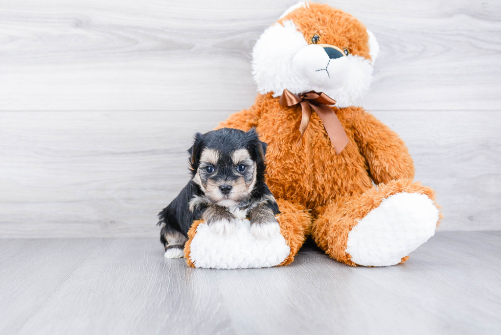 Morkie Pup Being Cute