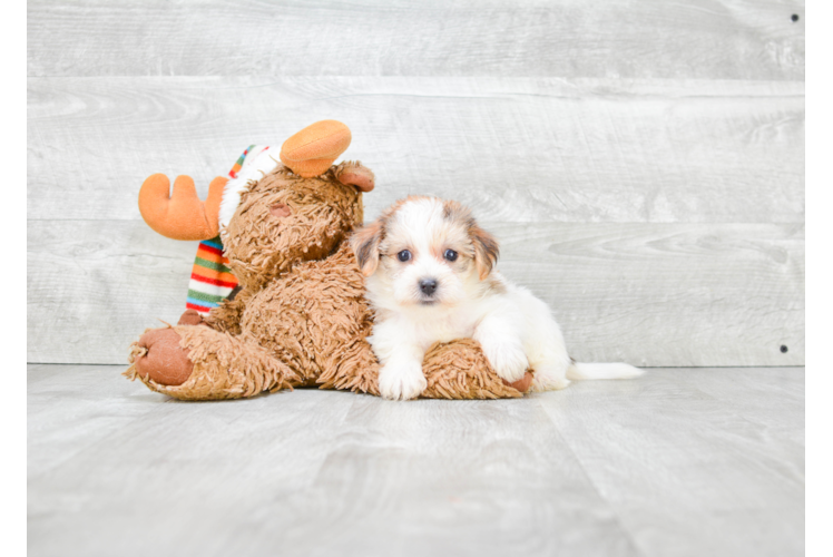 Morkie Pup Being Cute