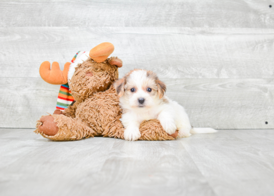 Morkie Pup Being Cute