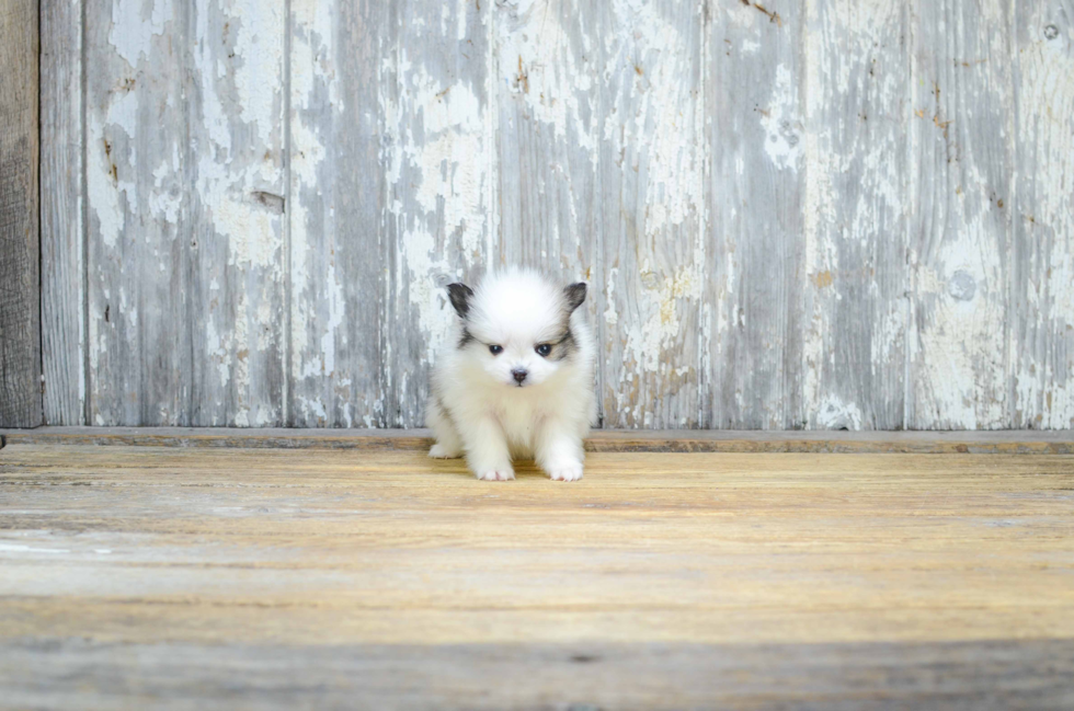 Pomeranian Puppy for Adoption