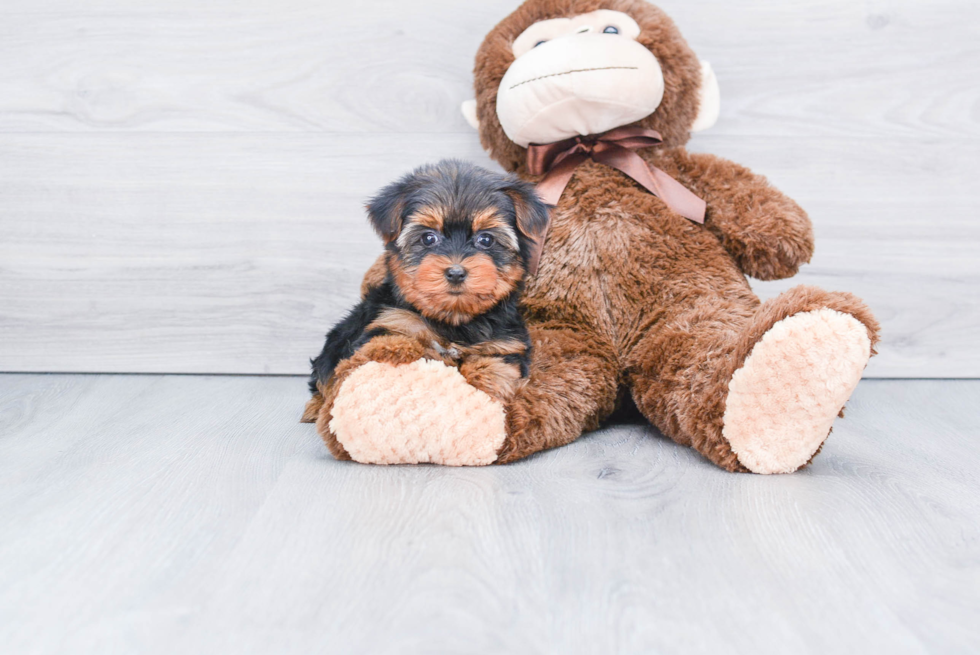 Meet Goldie - our Yorkshire Terrier Puppy Photo 